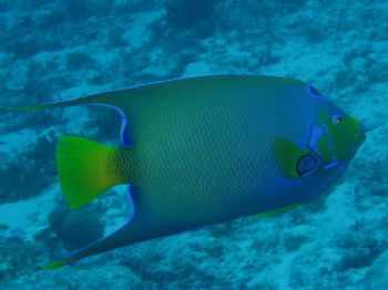 UNderwater colour in Cozumel.  Taken with a olypus C50 wi... by Anna Visconti 